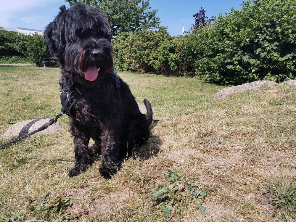 Ringo ist überall dabei – ob in der Agentur oder beim Spaziergang. Agenturhund Ringo