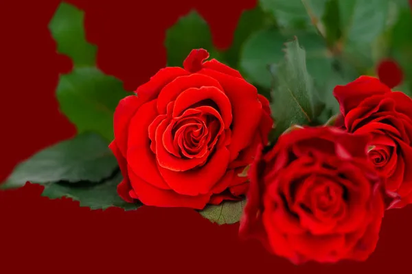Bilder von roten Rosen: Blüten und Sträuße
