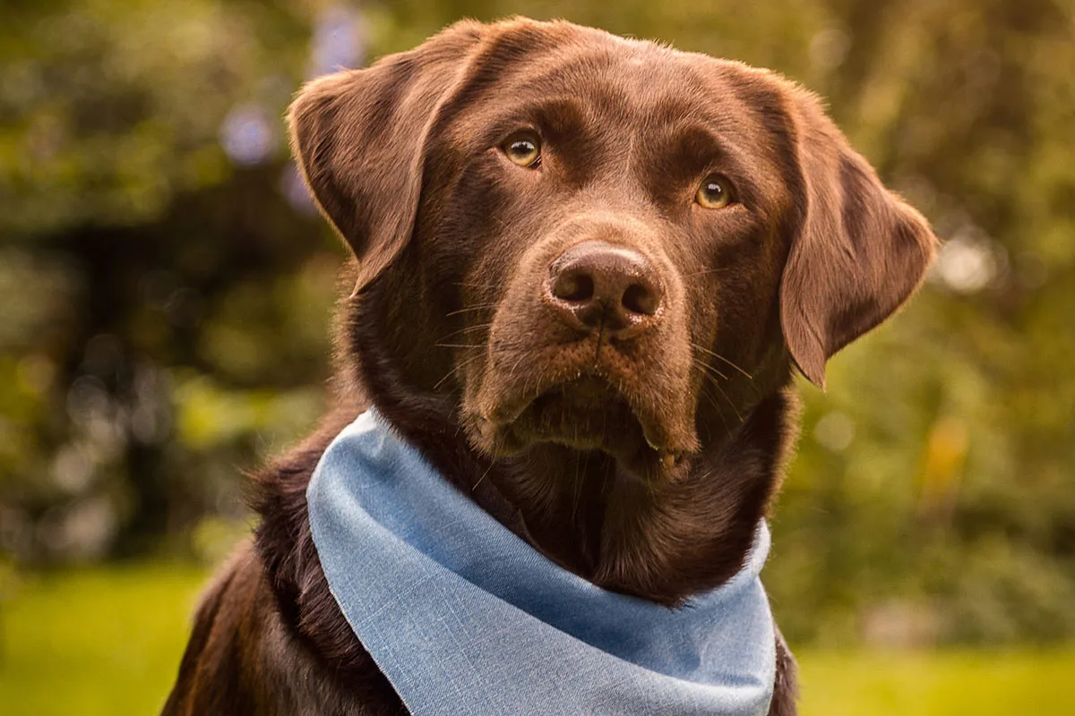 Intro zum Video-Training "Hunde fotografieren in Ruhe und Bewegung: Outdoor-Hundeshooting"