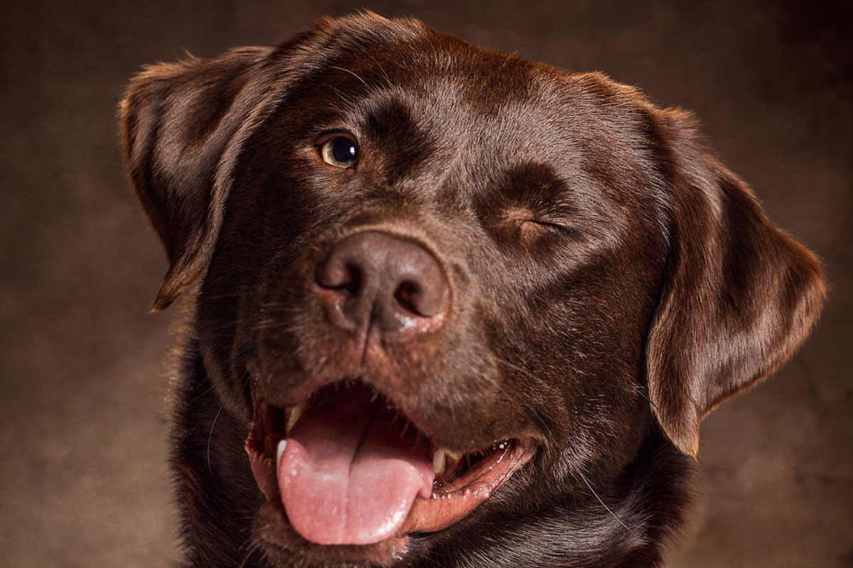 Das erwartet dich im Video-Training "Hunde-Portraits fotografieren – Fotoshooting im Studio"