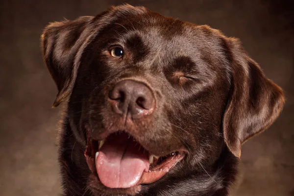 Das erwartet dich im Video-Training "Hunde-Portraits fotografieren – Fotoshooting im Studio"