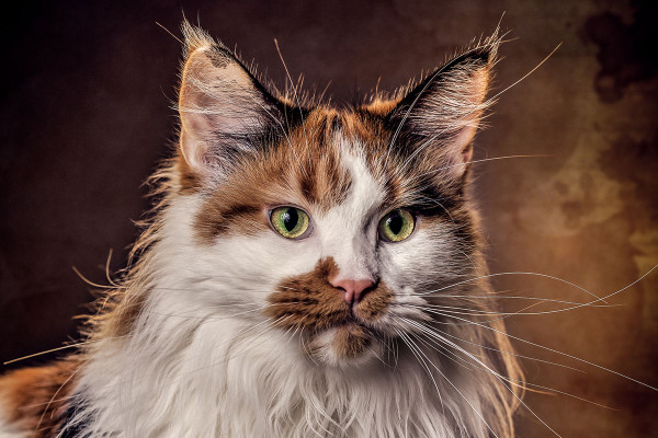 Dat staat je te wachten in de videocursus "Kattenfotografie: Epische kattenportretten zelf fotograferen".