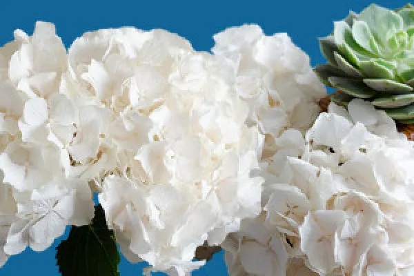 Blütenweiße Hortensien im Arrangement mit Sukkulenten: Blumen-Bilder für deine Fotos