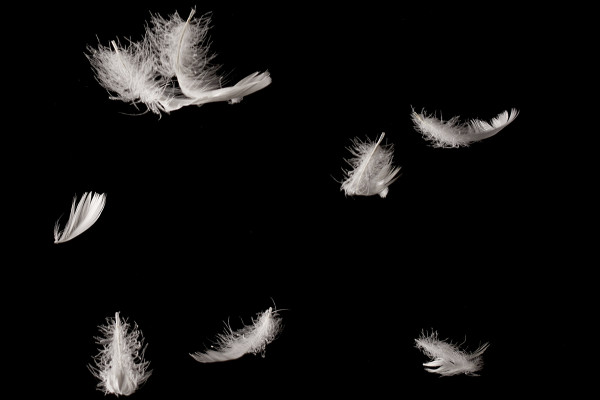 Images haute résolution, textures et superpositions : plumes blanches sur fond noir 2