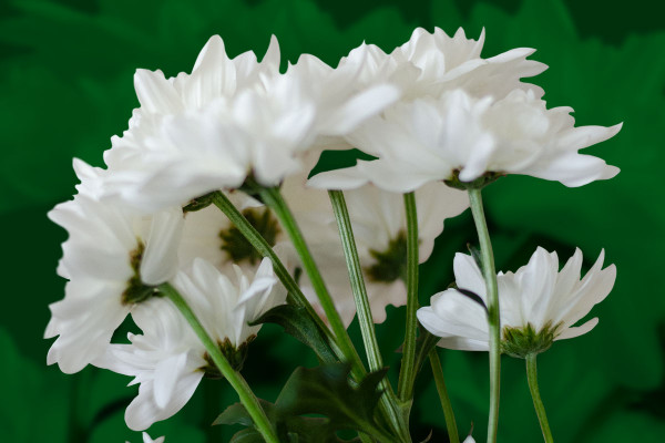 Images avec des fleurs blanches : chrysanthèmes