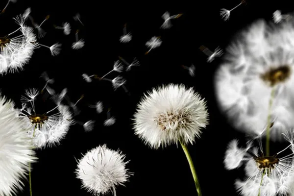 Images of dandelions and parasol fliers against a transparent background