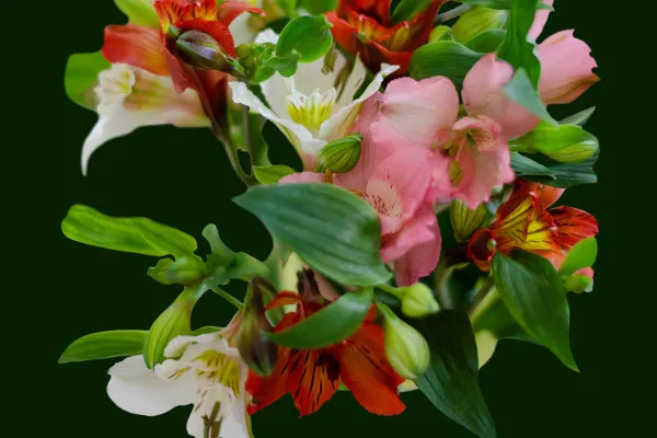 Pictures of alkali lilies (alstromerias): Flower arrangements