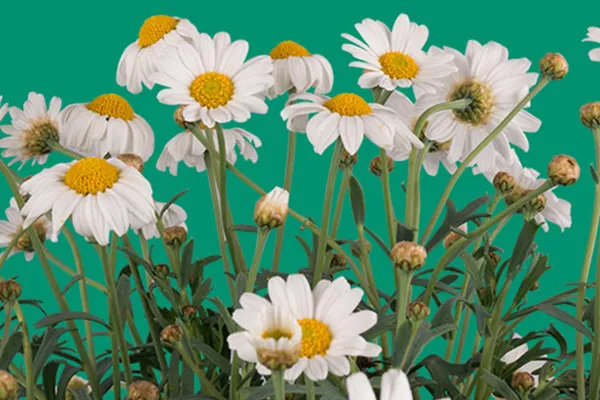 Images with blossoms of white daisies against a transparent background