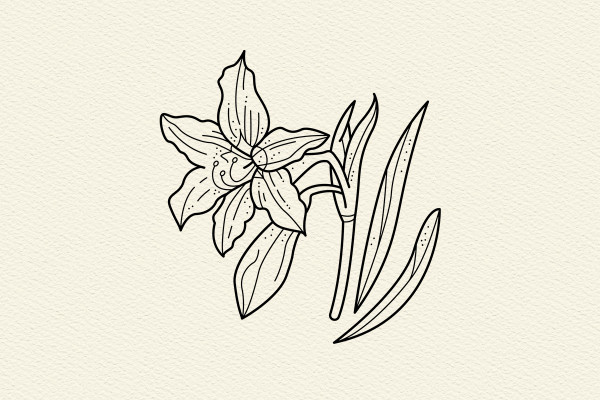 Graphiques/Icônes avec des lys.
