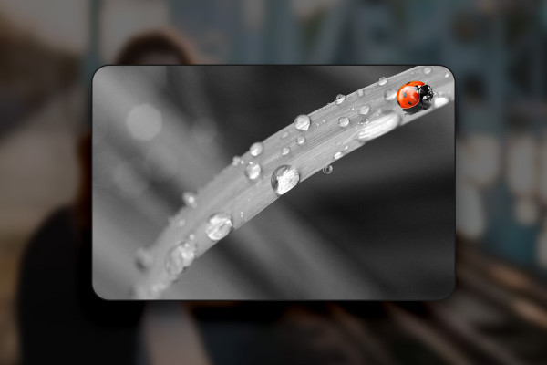Affinity Photo (Best-of-Hacks): 06 | Color Key effect: Remove color areas to highlight certain objects