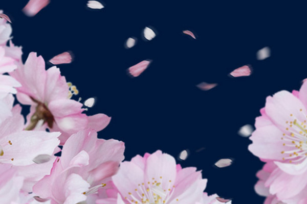 Images with falling cherry blossoms against a transparent background