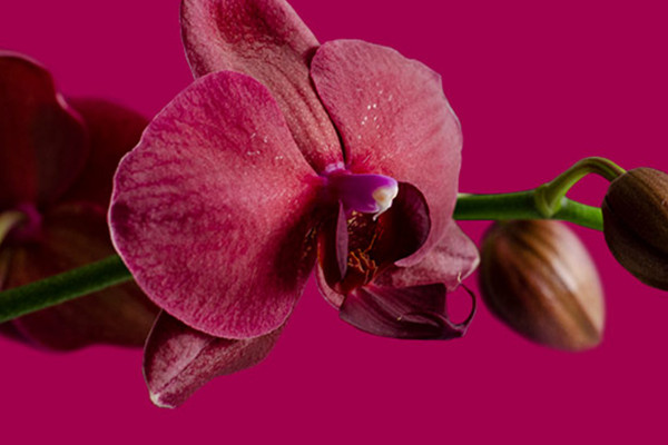 Immagine con orchidee su sfondo trasparente: fiori rosa e lilla.