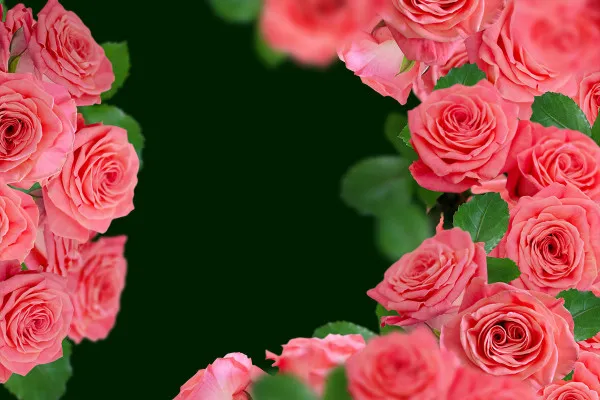 Pink/salmon-colored roses: Frame