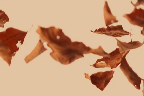 High-resolution images, textures & overlays: falling fall leaves 2