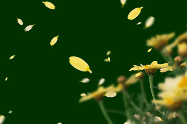 Bilder mit fallenden Blütenblättern gelber Margariten vor transparentem Hintergrund