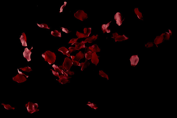 Images, textures et superpositions de haute résolution : pétales de roses rouges qui tombent.