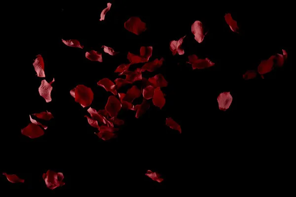 Hochaufgelöste Bilder, Texturen & Overlays: fallende Rosenblätter von roten Rosen 3
