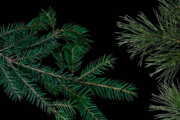 Released branches: Pine and fir tree