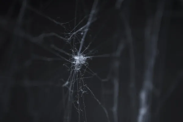 High-resolution textures: cobwebs, spider webs - Version 02