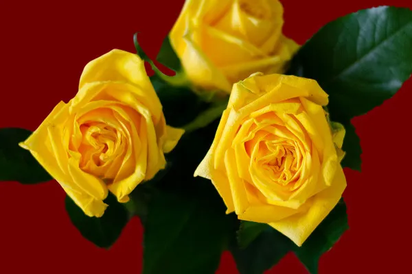 Bilder von gelben Rosen: Blüten und Sträuße