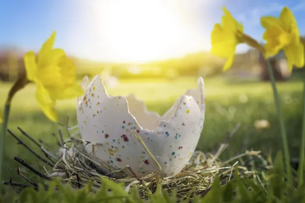 Picture of an Easter egg for magical Easter greetings: sunlit grassy area