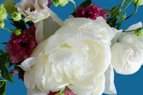 Blühende weiße Pfingstrosen in voller Blütenpracht: Blumen-Bilder für deine Fotos