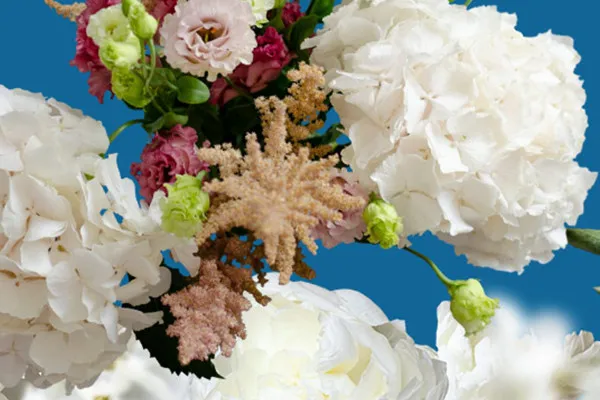 Blütenweiße Pfingstrosen und Hortensien: Blumen-Bilder für deine Fotos