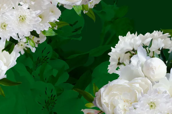 Bilder mit weißen Blumen: Sträuße