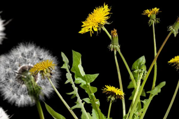 Bilder von Pusteblumen, Schirmfliegern und Löwenzahn vor transparentem Hintergrund