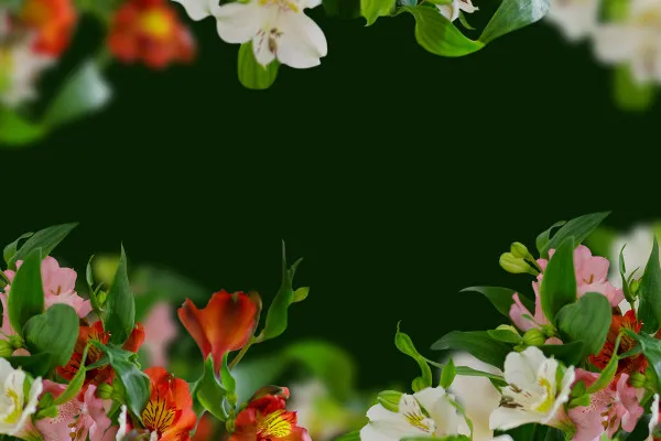 Bilder von Inkalilien (Alstromerien): Blüten-Arrangements für florale Rahmen