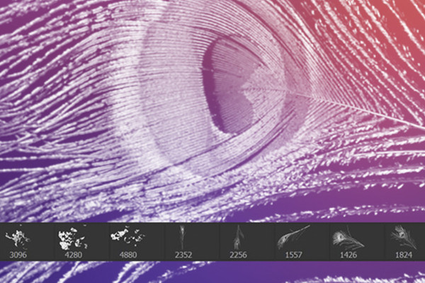 Photoshop ve diğerleri için fırça: Tüy motifleri 4