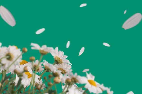 Images with blossoms and falling petals of white daisies