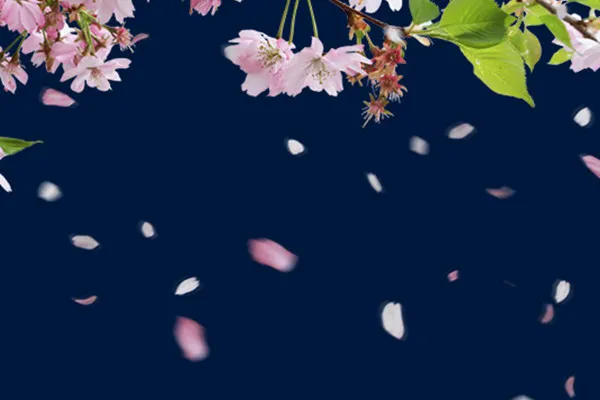 Bilder mit Kirschblüten und fallenden Blütenblättern vor transparentem Hintergrund