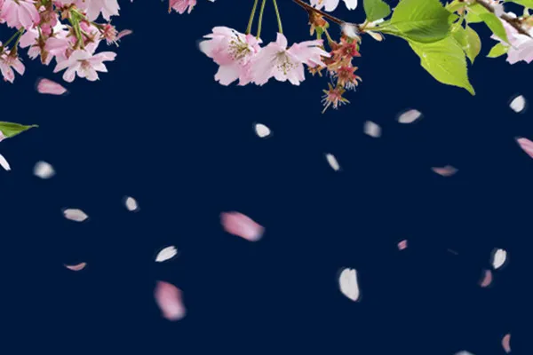 Images with cherry blossoms and falling petals against a transparent background