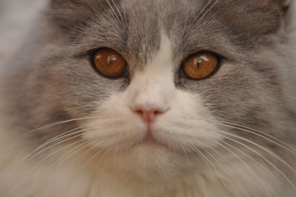 Fotografía de animales parte 04: Lo importante son los detalles
