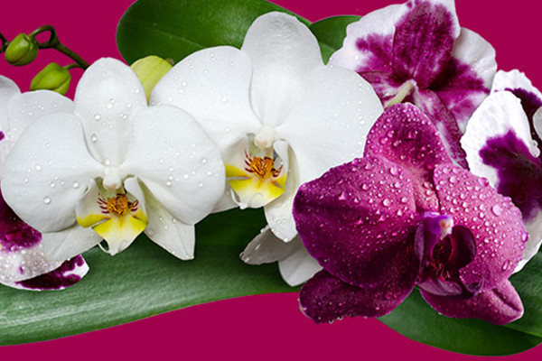 Immagine con orchidee su sfondo trasparente: fiori bianchi e lilla