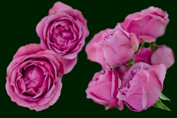 Rosa Rosen: einzelne Blüten