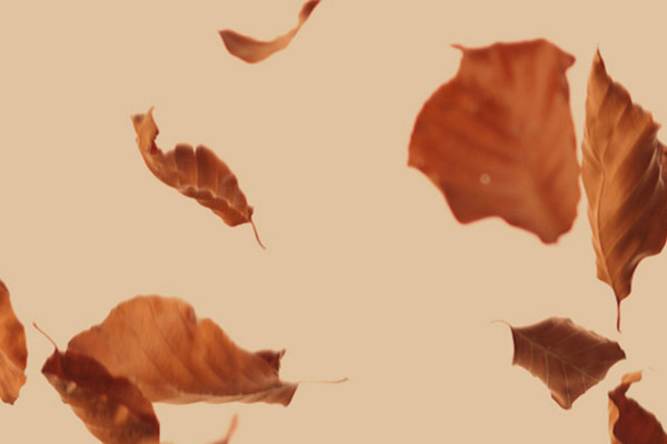 Images haute résolution, textures & superpositions : feuilles d'automne tombantes 3
