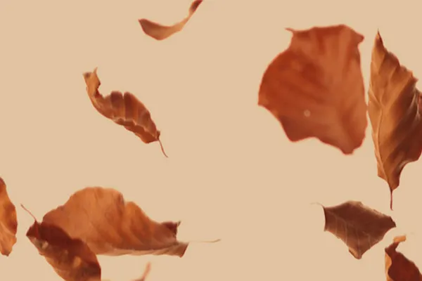 High-resolution images, textures & overlays: falling fall leaves 3