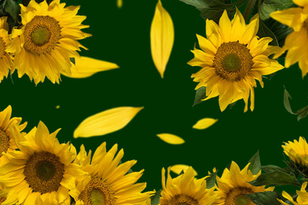 Afbeeldingen met zonnebloemen op een transparante achtergrond.