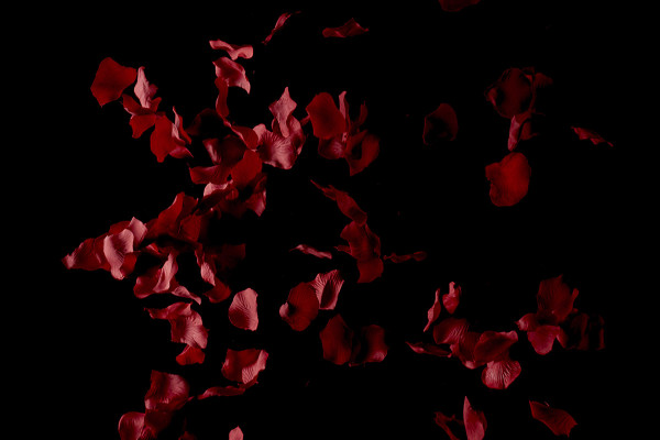 Images haute résolution, textures et superpositions : pétales de roses rouges tombantes 4