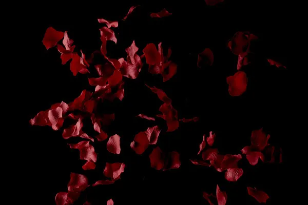 High-resolution images, textures & overlays: falling rose petals from red roses 4