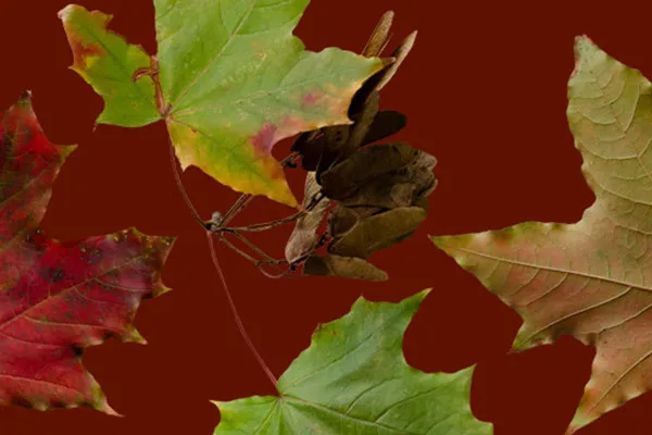 Freigestellte Herbstblätter-Fotos: von Sommergrün bis Ahornrost