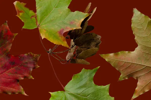 Cropped fall leaf photos: from summer green to maple rust