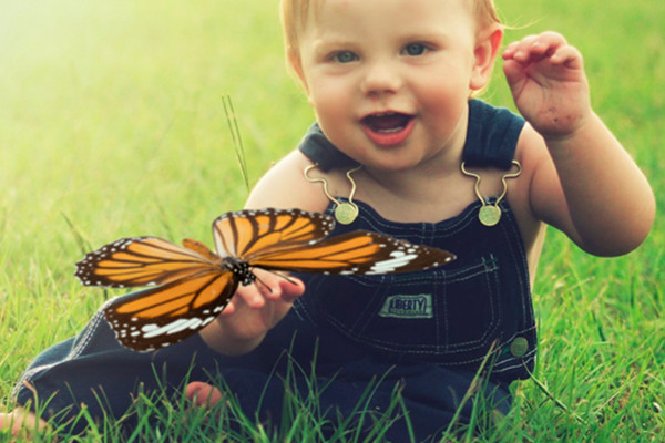 Papillons : 25 images en superposition - Version 4