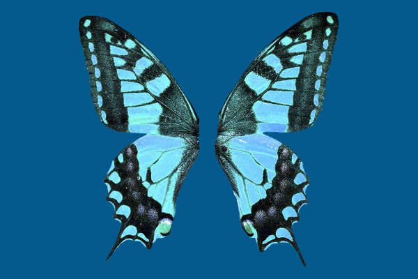 Fantásticos dibujos de alas de mariposa de colores