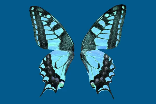 Fantastische Flügel-Bilder mit bunten Schmetterlingsflügeln