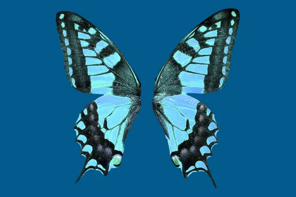 Fantastic wing pictures with colorful butterfly wings
