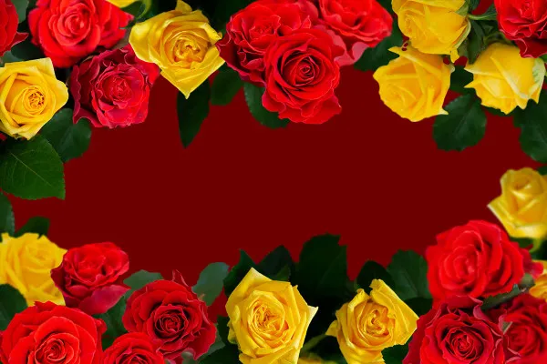 Bilder von roten und gelben Rosen: Blumige Rahmen