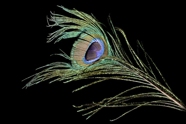 Images haute résolution, textures et superpositions : plumes colorées sur fond noir 2